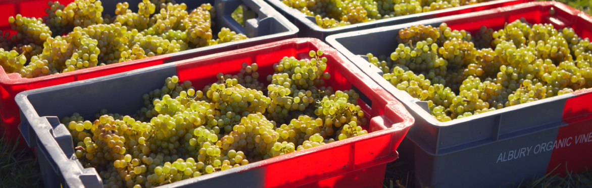 Harvest at Albury