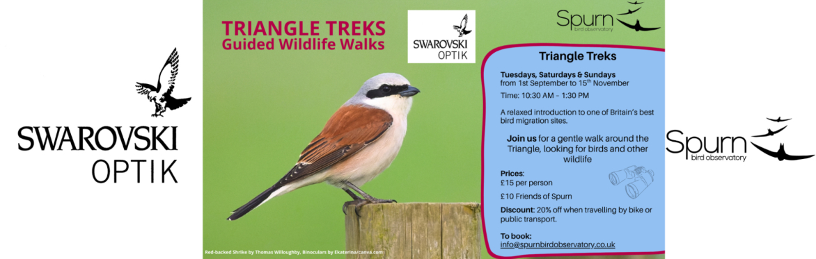 Triangle Treks: Autumn Guided Wildlife Walk at Spurn Bird Observatory