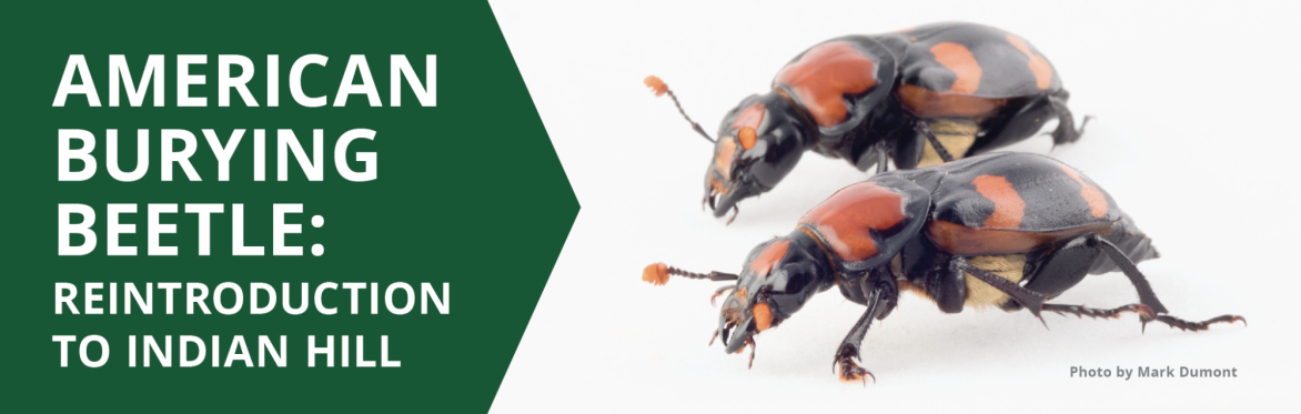 American Burying Beetle: Reintroduction to Indian Hill