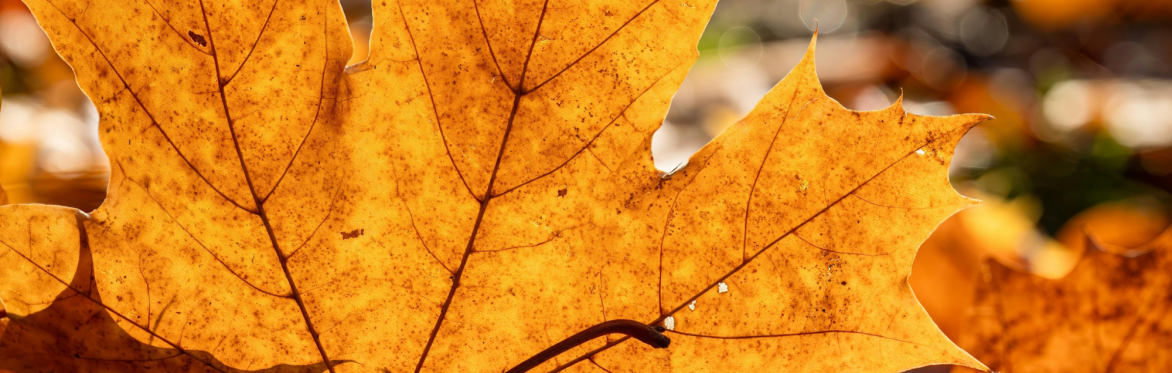 Make an autumn lantern for the lantern walk!
