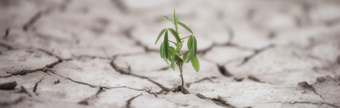 Using the B Corp framework to develop your business strategy