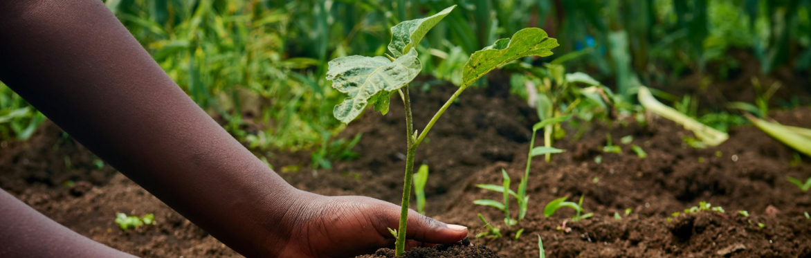 Lunch & learn: Indigenous-led conservation in Sierra Leone