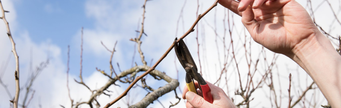 Fruit Tree Pruning Workshop