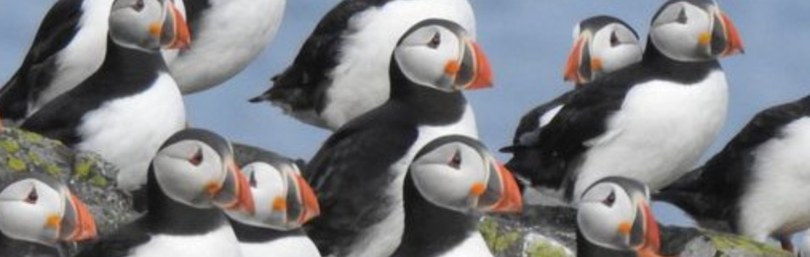 Isle of May Boat Trip (Puffins) + Optional Chippy