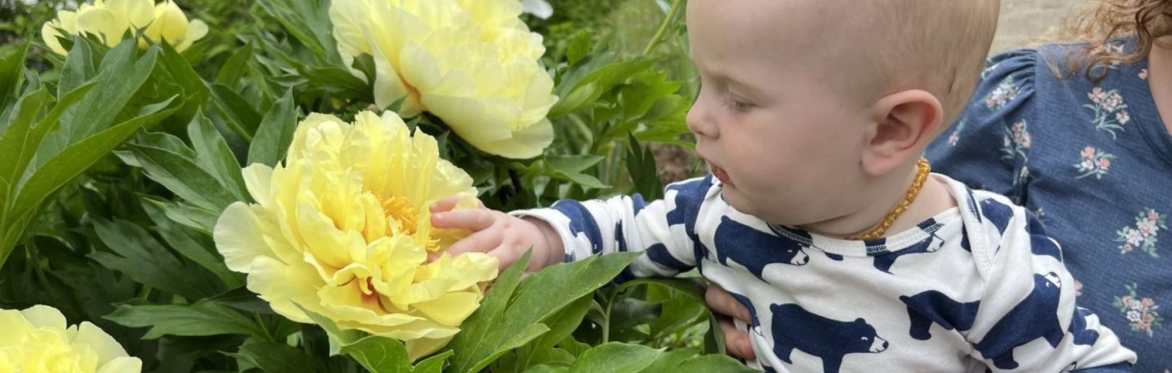 Peony Festival and Summer Farm Fun