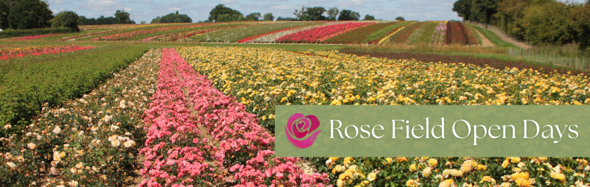 Rose Field Open Days
