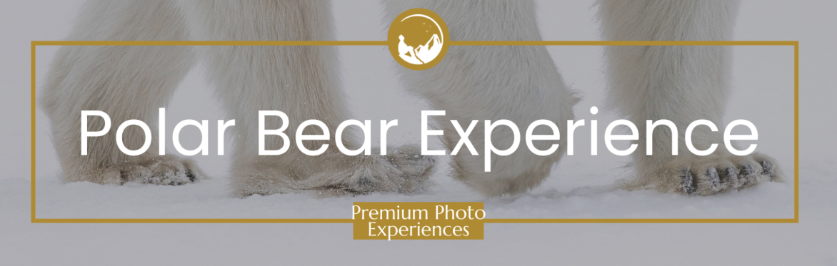 Premium Polar Bear Photo Experience