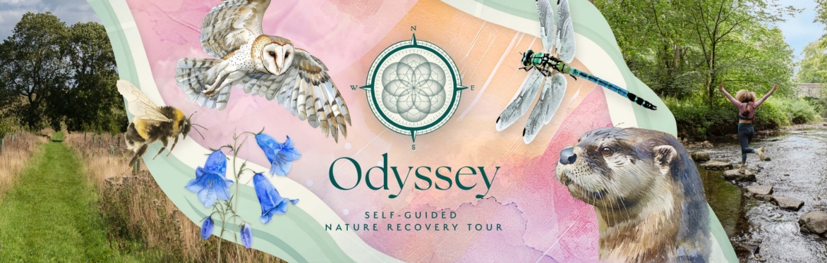 The Odyssey Trail - FREE daily access