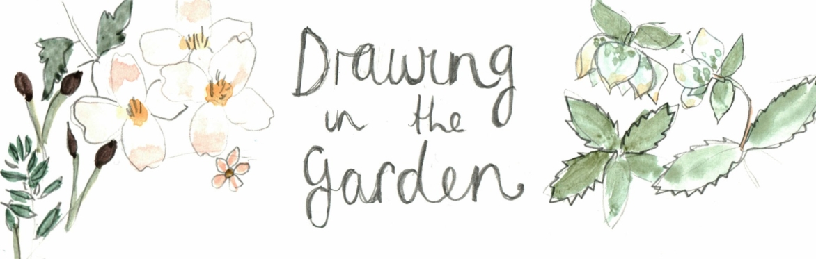 Drawing workshop @ Lothlorien therapeutic gardens