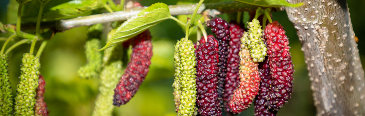 White & Purple Himalayan Mulberries