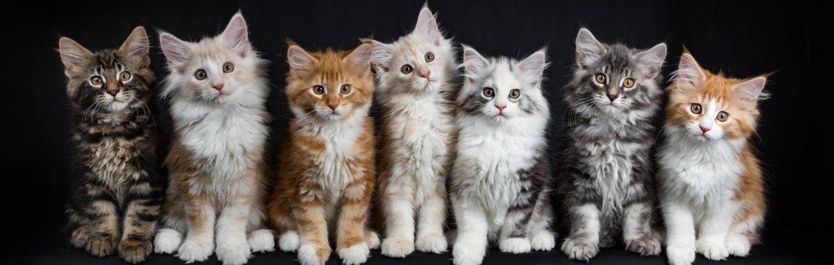 Drink & Destress with Kittens!
