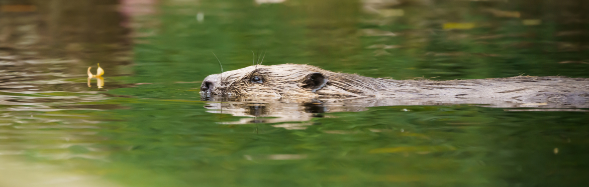 Nature-based sessions for women: Wildlife bonanza