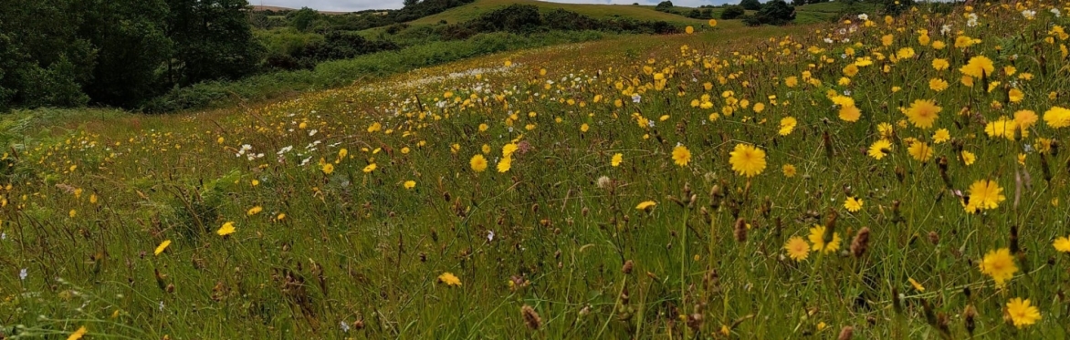 Irish Grasslands Project: Gale's Hill, Kilkenny