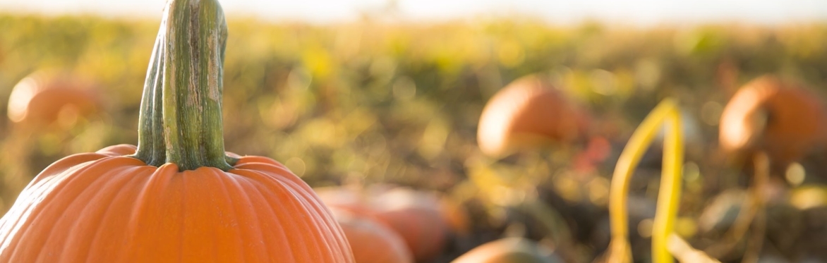 2025 Tri-Cities Harvest Festival