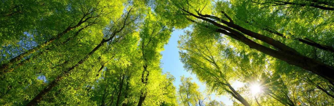 Nature Ramble with People Parks for Nature - 1st August @ 1.30