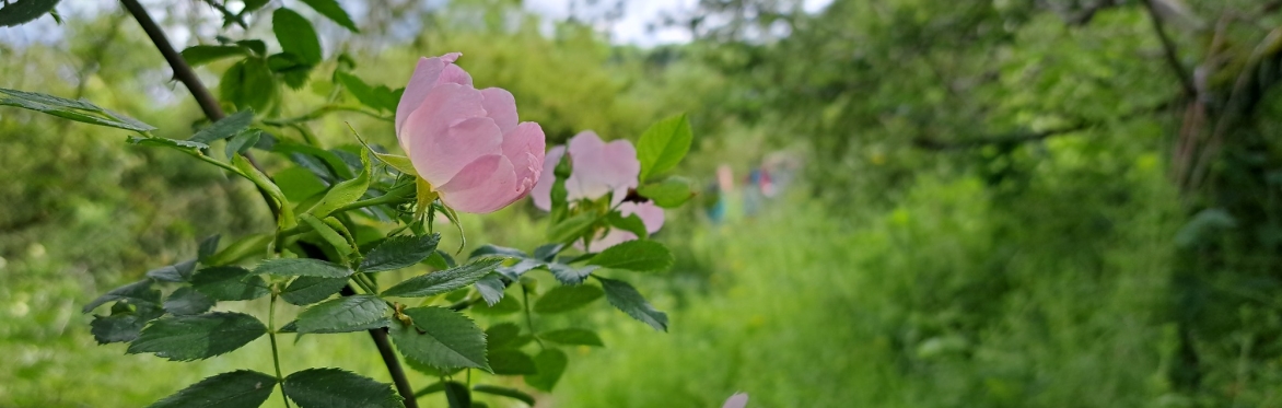 Winter Talk: Stories from the 100 Plants Challenge