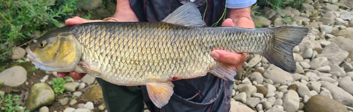 Coarse Fishing Meet Up