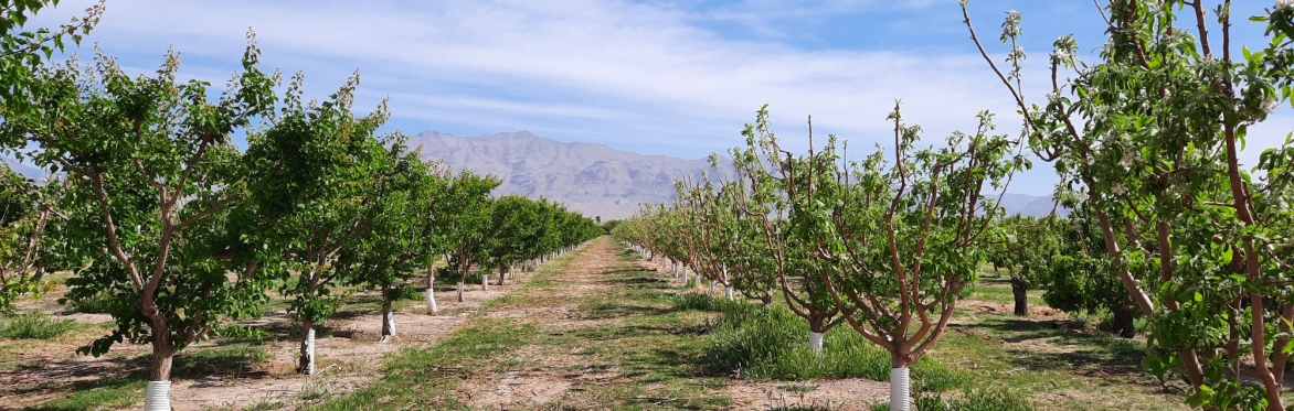 Rows of green trees in front of mountains and blue sky.