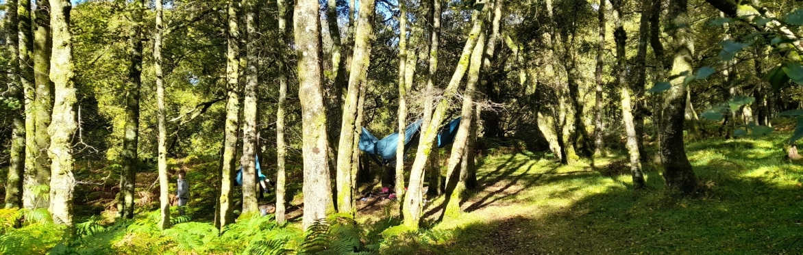 A woodland in the sunshine