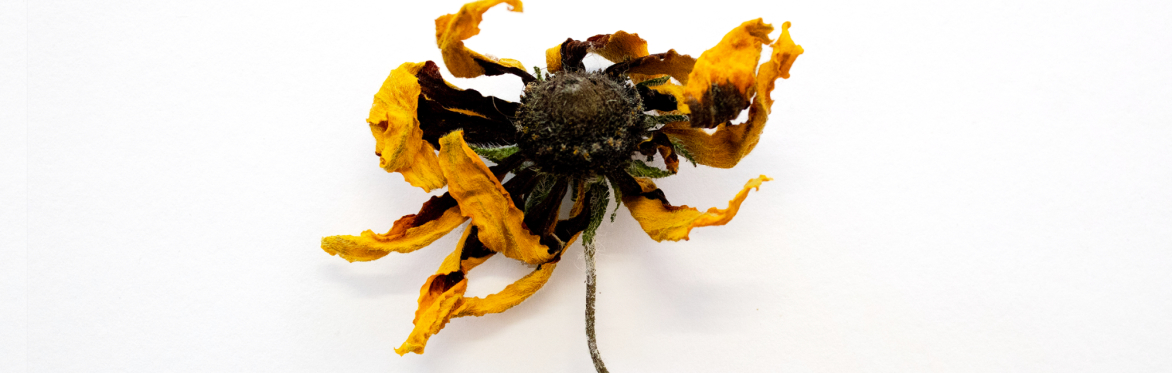 Image of scattered, dried yellow coreopsis flowers on white background
