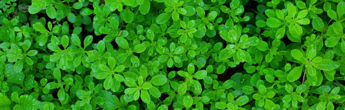online herbal medicine course