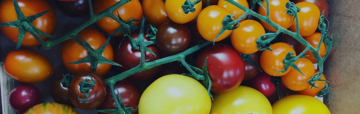 TALK | TASTED How sensory food education builds children's confidence, curiosity, and connection to food