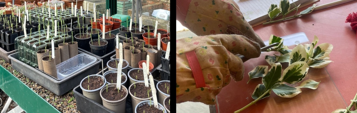 Seed sowing and taking cuttings