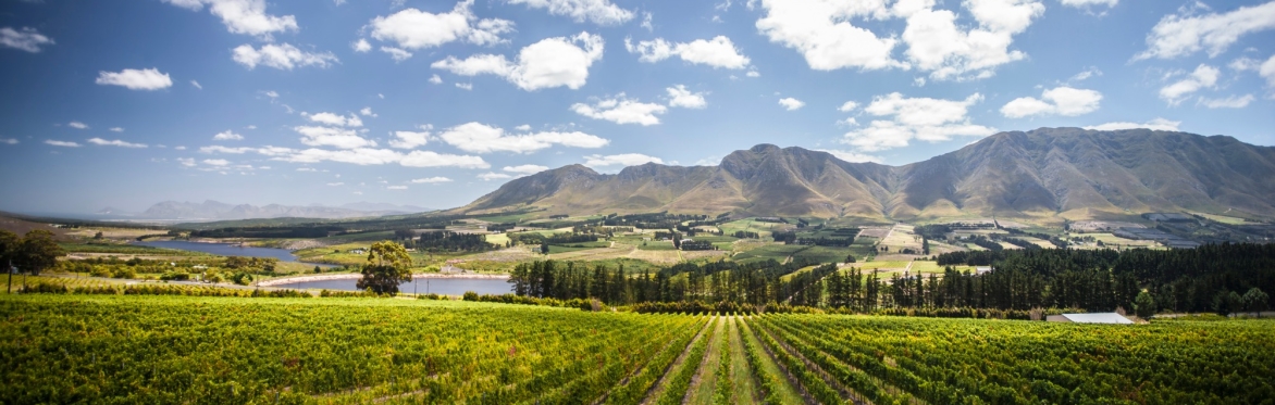 Cool-climate Cape Chardonnay & Pinot Noir with Bevan Newton Johnson