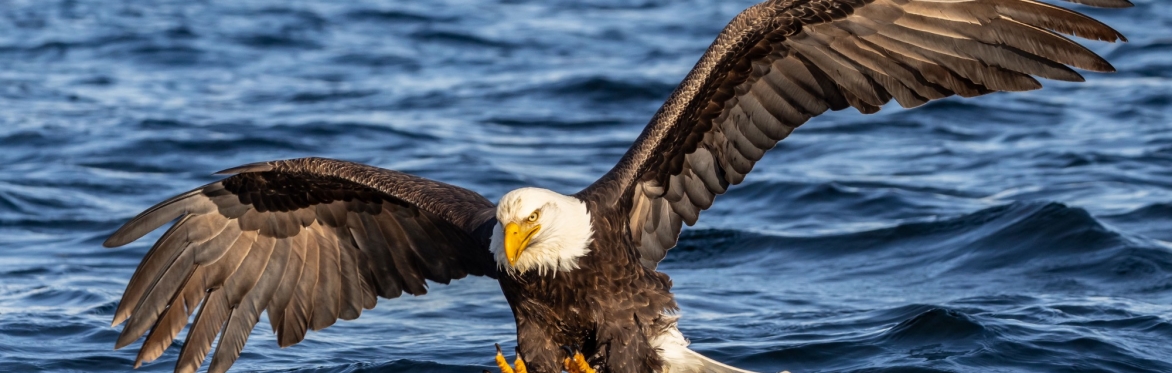 Alaska Raptor Experience