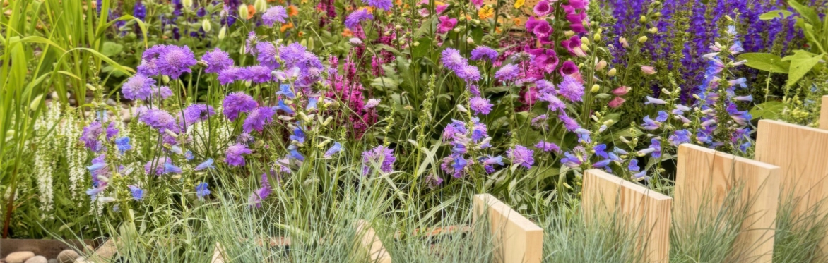 The Pollinator Patch