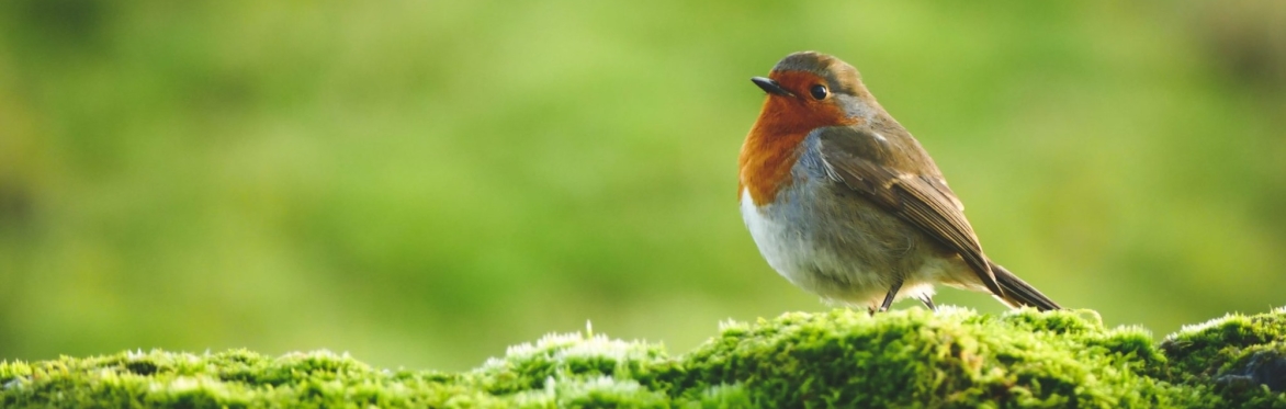 Abney Park Dawn Chorus bird walk