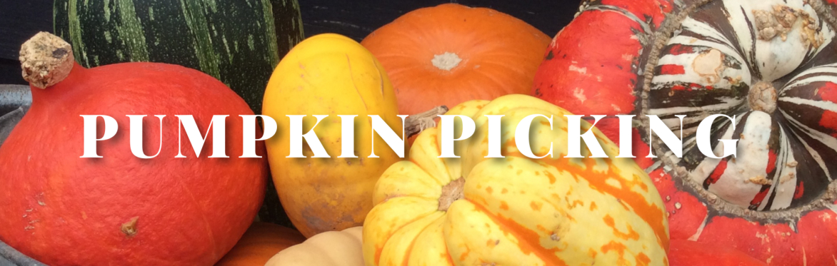 Pumpkin Picking, Wild Woodland Trail and Halloween Pumpkin Carving 2025