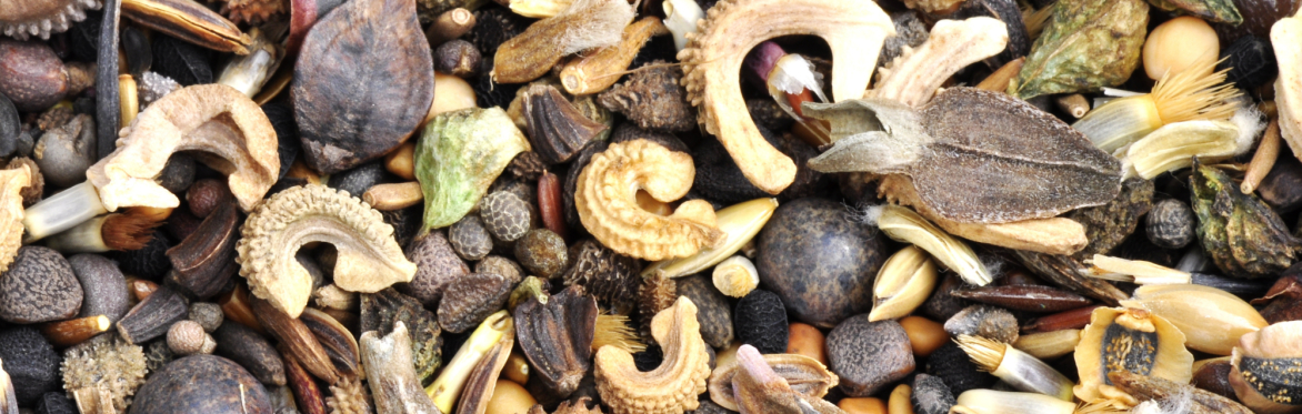Nature-based sessions for women: Seedy social