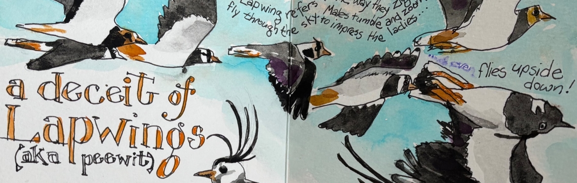 Sundowner Series 2: Birds of the Salt Marsh in Watercolour, with wine!
