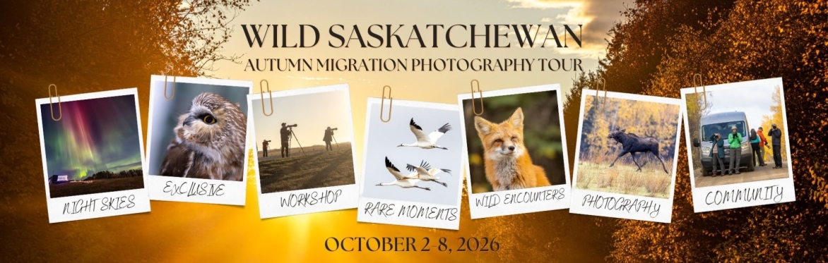 Wild Saskatchewan: Autumn Migration Photo Tour.