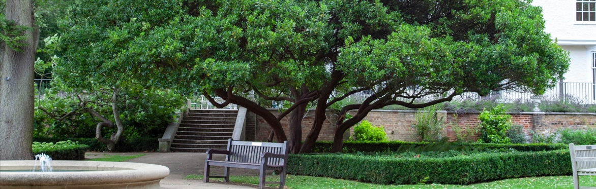 Park bench in Waterlow Park with the Strawberry tree behind