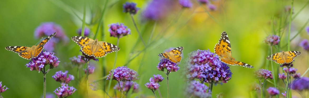 A Butterfly and Bee Walk at Blackness Banks GWT Reserve