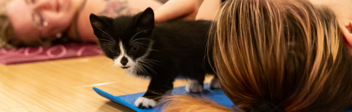 CAT (KITTEN) YOGA at the Edmonton Cat Festival - Caturday, May 31, 2025 (2-3 p.m.)