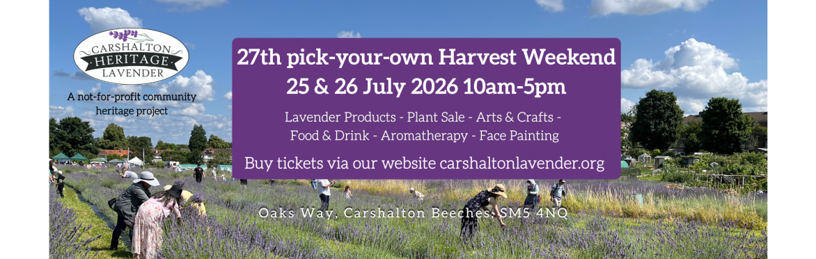Carshalton Lavender PYO field