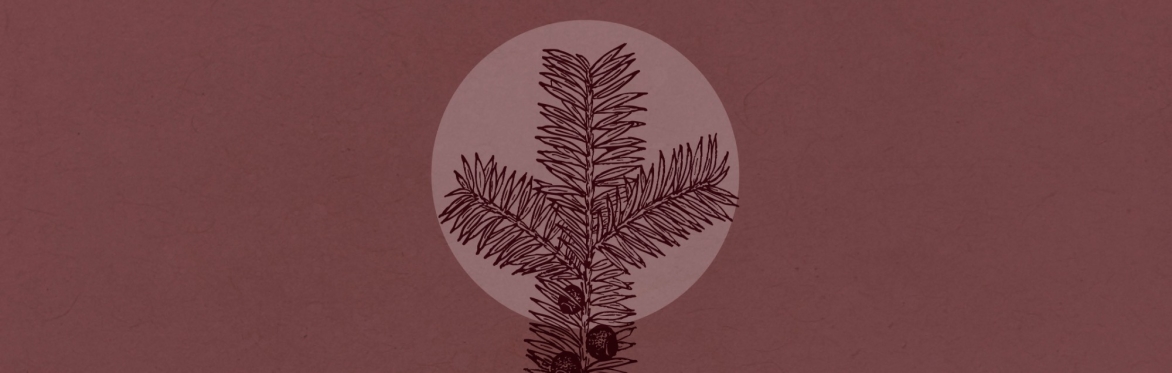Samhain Celebration: Meditation, Ancient Wisdom, Reflection and Nature Connection