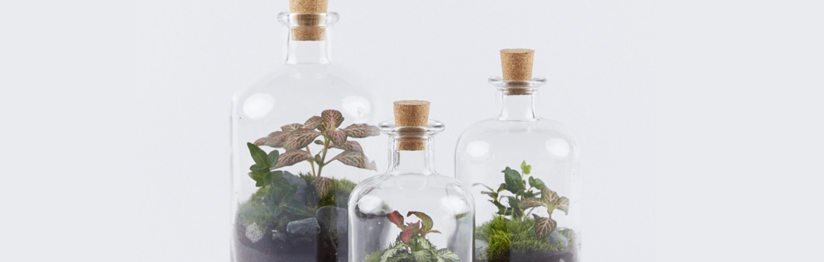 Anya Hindmarch: Demijohn Workshop With London Terrariums