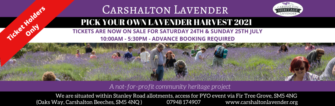 Carshalton Lavender Pick Your Own Harvest