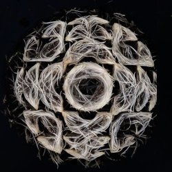 Drawing With Roots
