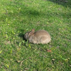 A rabbit eating grass on campus.