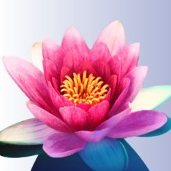 In Person Event! Systemic Family Constellation Circle: A Space for Healing-Centered Humans