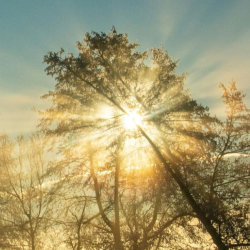 sunlight through trees