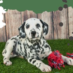 Header image for K9 Active's puppy Hour