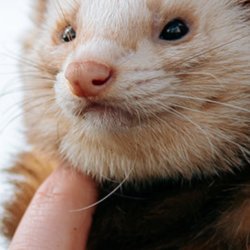 Ferret Meet and Greet