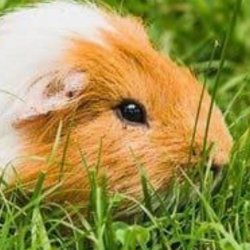 Guinea Pig Fishing!