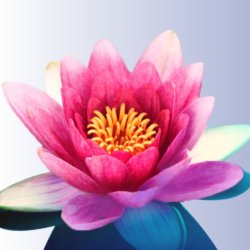Free In Person Event! Kīrtan with Kana and Narada on Mridanga